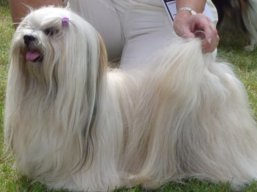 https://www.lhasaapso-ivepet.sk/preview/vyst_458.jpg