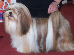 https://www.lhasaapso-ivepet.sk/preview/vyst_460.jpg