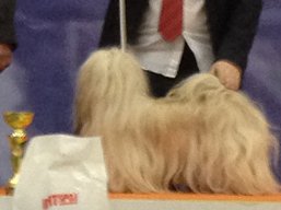 https://www.lhasaapso-ivepet.sk/preview/vyst_462.jpg