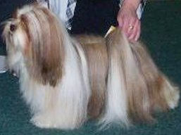 https://www.lhasaapso-ivepet.sk/preview/vyst_464.jpg
