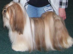 https://www.lhasaapso-ivepet.sk/preview/vyst_465.jpg