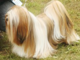 https://www.lhasaapso-ivepet.sk/preview/vyst_473.jpg