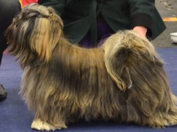 https://www.lhasaapso-ivepet.sk/preview/vyst_474.jpg