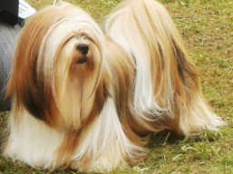 https://www.lhasaapso-ivepet.sk/preview/vyst_475.jpg