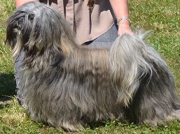 https://www.lhasaapso-ivepet.sk/preview/vyst_476.jpg