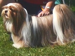 https://www.lhasaapso-ivepet.sk/preview/vyst_478.jpg