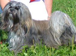 https://www.lhasaapso-ivepet.sk/preview/vyst_479.jpg