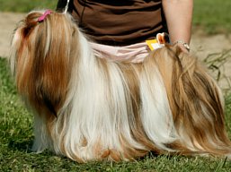 https://www.lhasaapso-ivepet.sk/preview/vyst_480.jpg