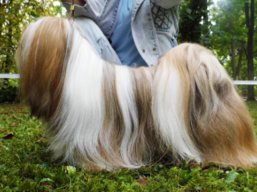 https://www.lhasaapso-ivepet.sk/preview/vyst_482.jpg