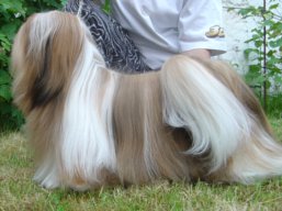 https://www.lhasaapso-ivepet.sk/preview/vyst_484.jpg