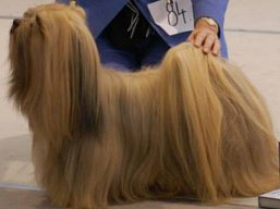https://www.lhasaapso-ivepet.sk/preview/vyst_486.jpg