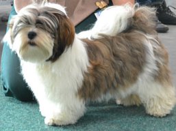 https://www.lhasaapso-ivepet.sk/preview/vyst_492.jpg