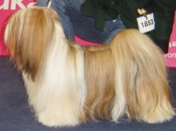 https://www.lhasaapso-ivepet.sk/preview/vyst_495.jpg