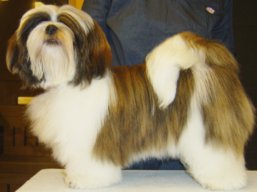 https://www.lhasaapso-ivepet.sk/preview/vyst_496.jpg