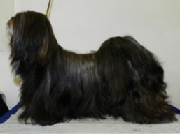 https://www.lhasaapso-ivepet.sk/preview/vyst_500.jpg