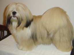 https://www.lhasaapso-ivepet.sk/preview/vyst_503.jpg