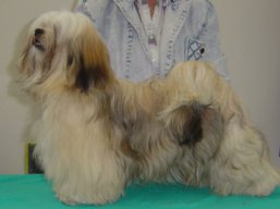 https://www.lhasaapso-ivepet.sk/preview/vyst_504.jpg