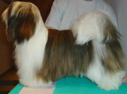 https://www.lhasaapso-ivepet.sk/preview/vyst_505.jpg