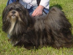 https://www.lhasaapso-ivepet.sk/preview/vyst_506.jpg