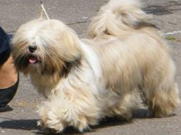 https://www.lhasaapso-ivepet.sk/preview/vyst_508.jpg