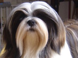 https://www.lhasaapso-ivepet.sk/preview/vyst_509.jpg