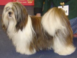 https://www.lhasaapso-ivepet.sk/preview/vyst_510.jpg