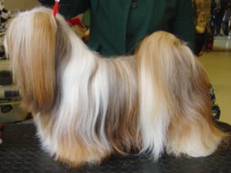 https://www.lhasaapso-ivepet.sk/preview/vyst_511.jpg