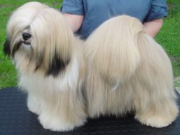 https://www.lhasaapso-ivepet.sk/preview/vyst_512.jpg
