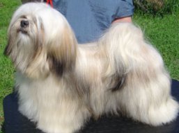 https://www.lhasaapso-ivepet.sk/preview/vyst_513.jpg