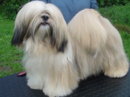 https://www.lhasaapso-ivepet.sk/preview/vyst_514.jpg