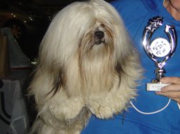 https://www.lhasaapso-ivepet.sk/preview/vyst_521.jpg