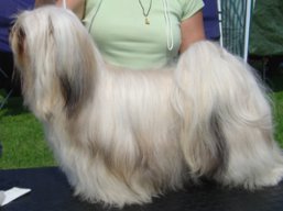 https://www.lhasaapso-ivepet.sk/preview/vyst_522.jpg