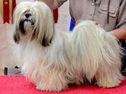https://www.lhasaapso-ivepet.sk/preview/vyst_523.jpg