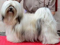 https://www.lhasaapso-ivepet.sk/preview/vyst_524.jpg