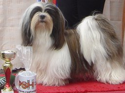 https://www.lhasaapso-ivepet.sk/preview/vyst_525.jpg