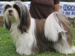 https://www.lhasaapso-ivepet.sk/preview/vyst_526.jpg