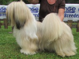 MultiJCH. AMOR IVEPET Lhamco Laco, Lhasa Apso
