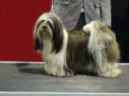 https://www.lhasaapso-ivepet.sk/preview/vyst_531.jpg