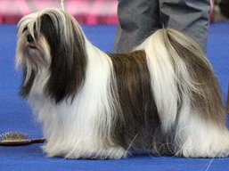 https://www.lhasaapso-ivepet.sk/preview/vyst_535.jpg
