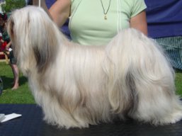 https://www.lhasaapso-ivepet.sk/preview/vyst_537.jpg