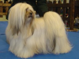 https://www.lhasaapso-ivepet.sk/preview/vyst_540.jpg