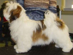 https://www.lhasaapso-ivepet.sk/preview/vyst_544.jpg