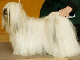 https://www.lhasaapso-ivepet.sk/preview/vyst_549.jpg