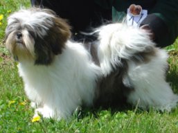 https://www.lhasaapso-ivepet.sk/preview/vyst_550.jpg