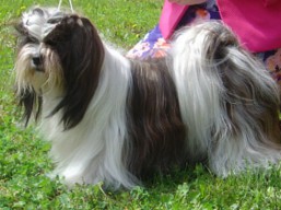 https://www.lhasaapso-ivepet.sk/preview/vyst_552.jpg