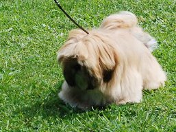 https://www.lhasaapso-ivepet.sk/preview/vyst_554.jpg