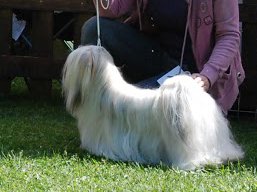 https://www.lhasaapso-ivepet.sk/preview/vyst_555.jpg