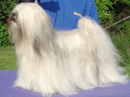 https://www.lhasaapso-ivepet.sk/preview/vyst_559.jpg