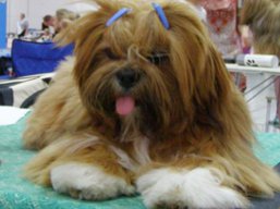 https://www.lhasaapso-ivepet.sk/preview/vyst_560.jpg