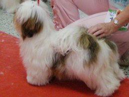 https://www.lhasaapso-ivepet.sk/preview/vyst_561.jpg
